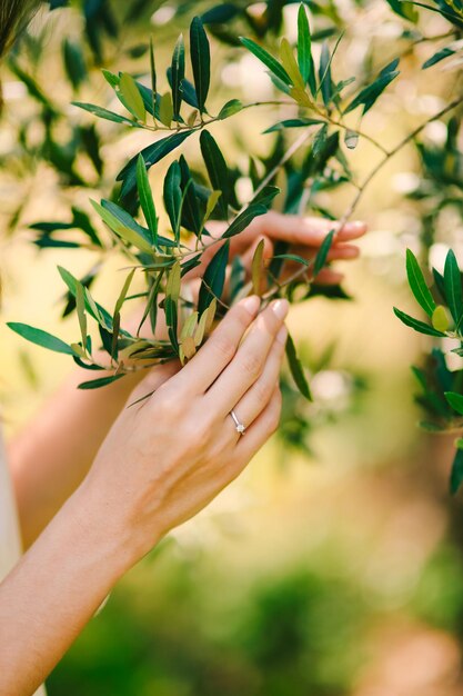 Foto nahaufnahme einer frau, die die pflanze mit der hand hält