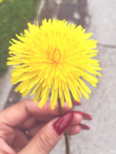 Foto nahaufnahme einer frau, die eine gelbe löwenzahnblume hält