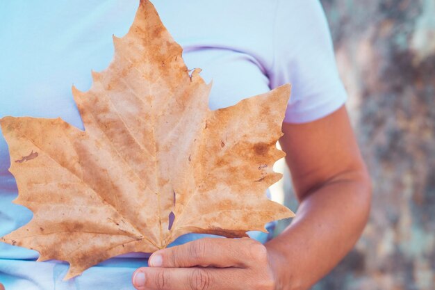 Nahaufnahme einer Frauenhand, die allein ein großes gelbes Herbstahornblatt bei Freizeitaktivitäten im Freien hält. Konzept von Mensch und Natur, Umwelt, Lebensstil, nachhaltiges Leben, Waldsaison, natürlicher Hintergrund