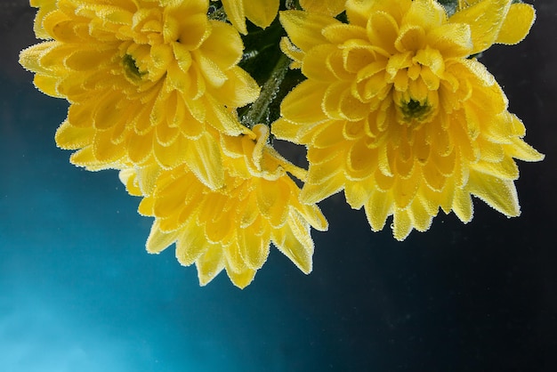 Nahaufnahme einer frischen gelben Chrysantheme, die mit Wassertröpfchen auf einem schwarzen, isolierten Hintergrund, Seitenansicht, bedeckt ist Studiofotografie einer natürlichen Blume