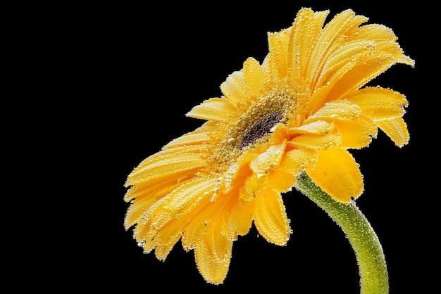 Nahaufnahme einer frischen gelben Gerbera, die mit Wassertröpfchen auf einem schwarzen, isolierten Hintergrund bedeckt ist, Seitenansicht Studiofotografie einer natürlichen Blume