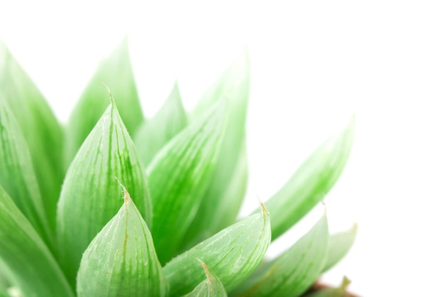 Nahaufnahme einer frischen grünen Pflanze vor weißem Hintergrund