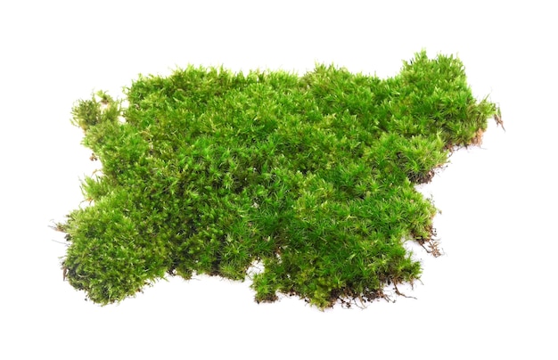Foto nahaufnahme einer frischen grünen pflanze vor weißem hintergrund