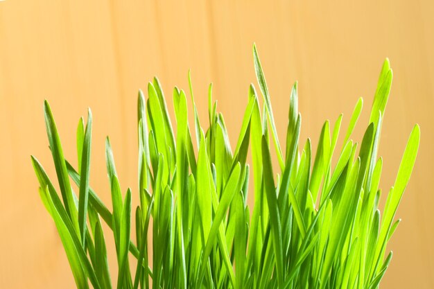 Foto nahaufnahme einer frischen grünen pflanze.