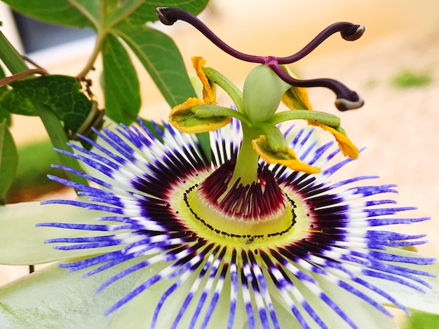 Foto nahaufnahme einer frischen lila blüte, die im garten blüht