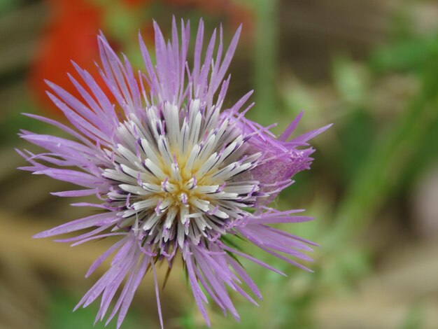 Foto nahaufnahme einer frischen lila blume