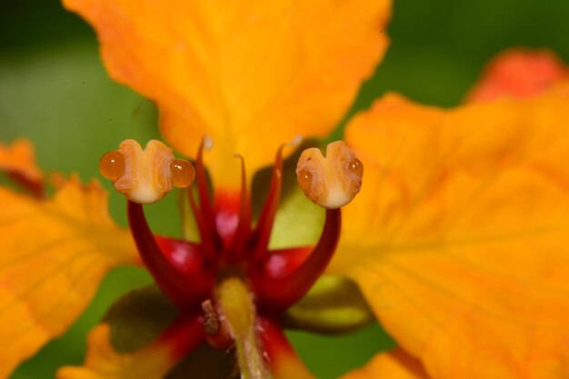 Foto nahaufnahme einer frischen orangefarbenen tagelilie, die im freien blüht