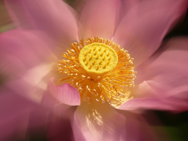 Foto nahaufnahme einer frischen rosa blume, die im freien blüht
