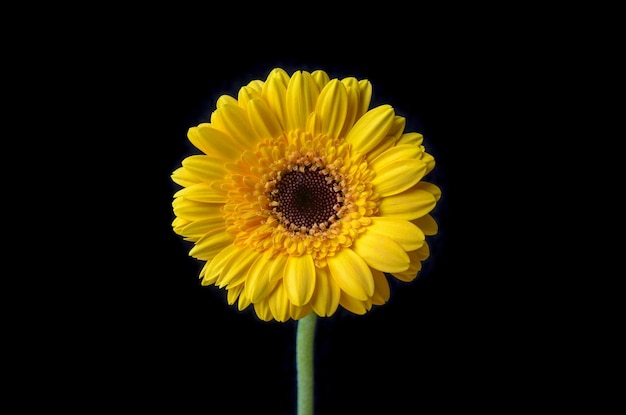 Nahaufnahme einer frischen Sonnenblumenblüte vor schwarzem Hintergrund