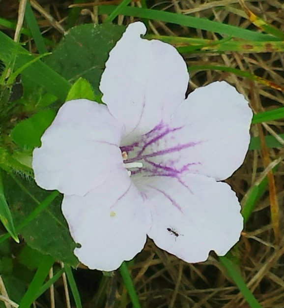 Nahaufnahme einer frischen weißen Blume, die im Park blüht