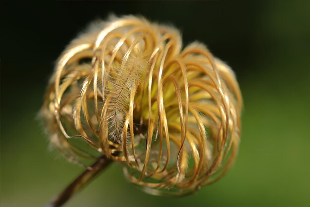 Foto nahaufnahme einer frischen weißen blume