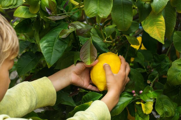 Foto nahaufnahme einer frucht in der hand