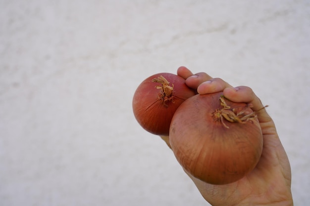 Foto nahaufnahme einer frucht in der hand