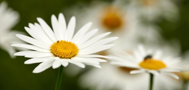 Nahaufnahme einer Gänseblümchen-Blume, die in einem Hinterhofgarten vor einem grünen Naturhintergrund wächst Weiß blühende Pflanze, die im Frühjahr in einem Park außerhalb blüht Flora, die an einem sonnigen Tag auf der Wiese blüht