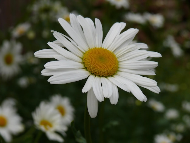 Nahaufnahme einer Gänseblume