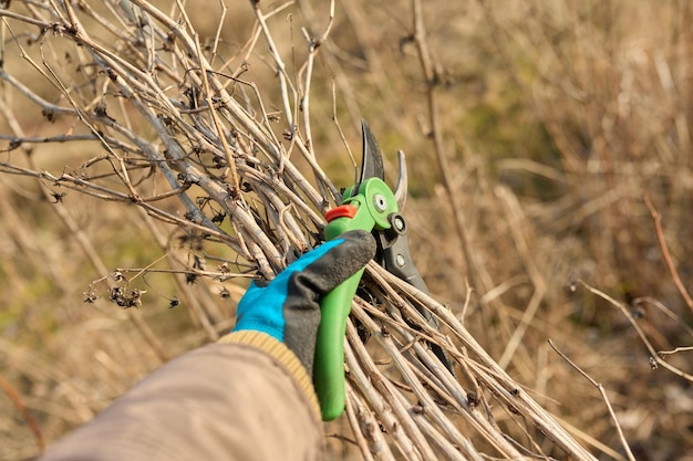 Nahaufnahme einer Gärtnerin in Handschuhen mit Gartenschere mit Zweigen trockener Himbeeren