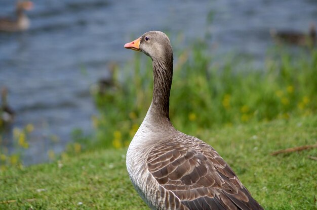 Nahaufnahme einer Gans auf dem Gras