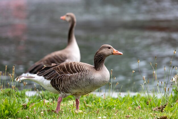 Foto nahaufnahme einer gans auf einem grasbewachsenen feld