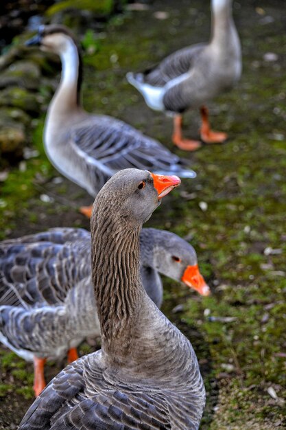 Foto nahaufnahme einer gans