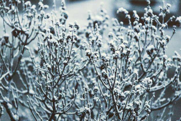 Nahaufnahme einer gefrorenen Blume