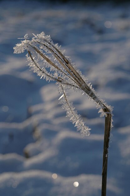 Foto nahaufnahme einer gefrorenen pflanze auf dem feld