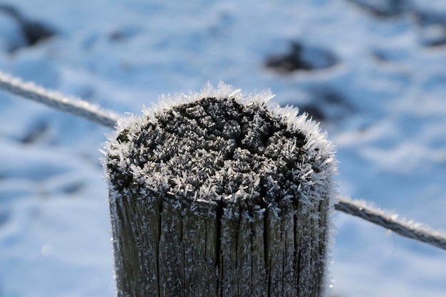 Foto nahaufnahme einer gefrorenen pflanze auf einem holzpfahl