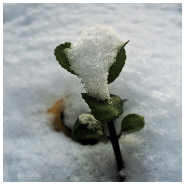 Foto nahaufnahme einer gefrorenen pflanze auf einem schneebedeckten feld