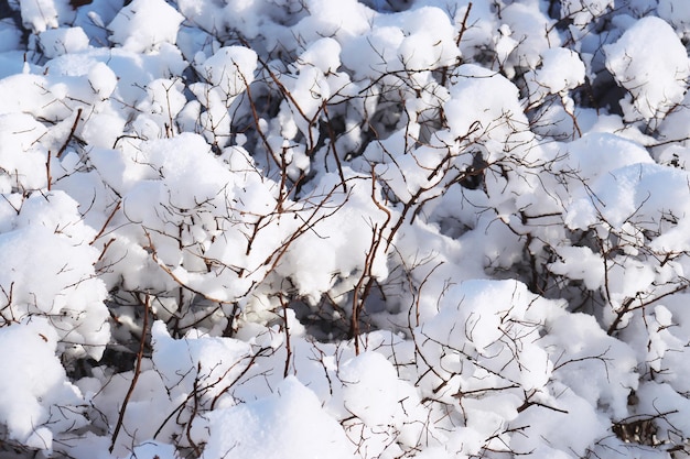 Nahaufnahme einer gefrorenen Pflanze, die mit Raureif bedeckt ist. Konzeptfoto. Vorderansicht-Fotografie mit verschneiter Winterlandschaft