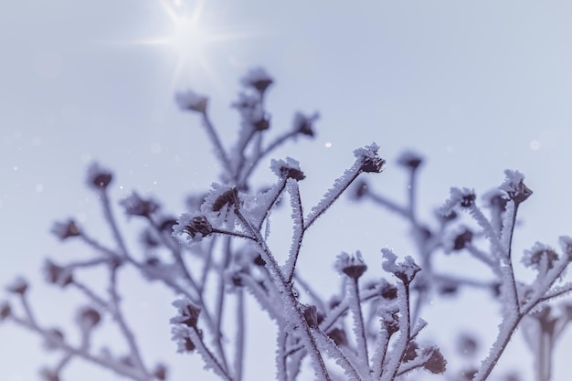 Foto nahaufnahme einer gefrorenen pflanze vor dem himmel