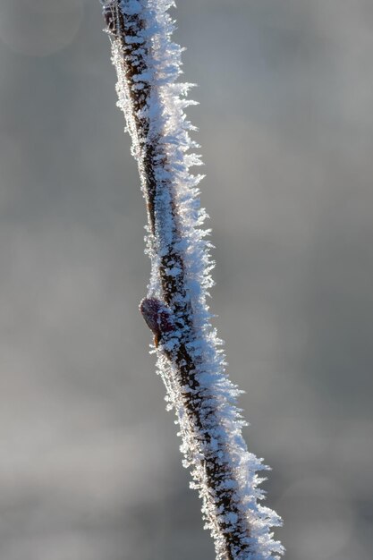 Foto nahaufnahme einer gefrorenen pflanze vor dem himmel