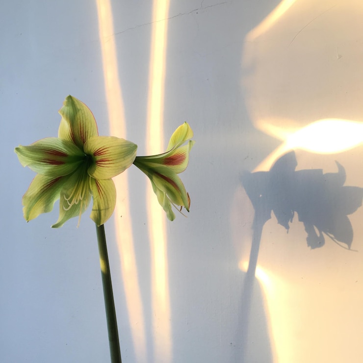 Foto nahaufnahme einer gelb blühenden pflanze