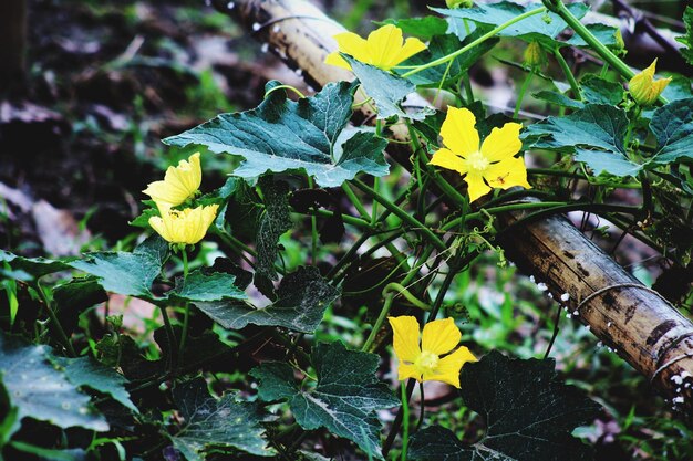 Foto nahaufnahme einer gelb blühenden pflanze