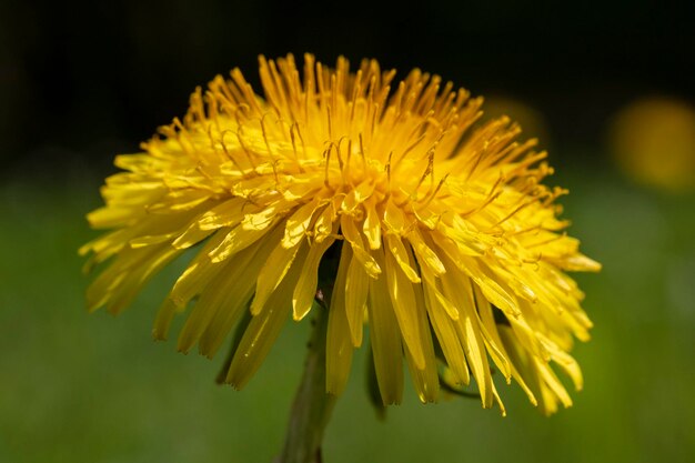 Foto nahaufnahme einer gelb blühenden pflanze