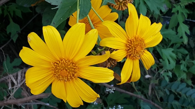 Foto nahaufnahme einer gelb blühenden pflanze