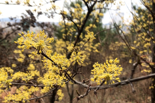 Foto nahaufnahme einer gelbblühenden pflanze auf dem feld