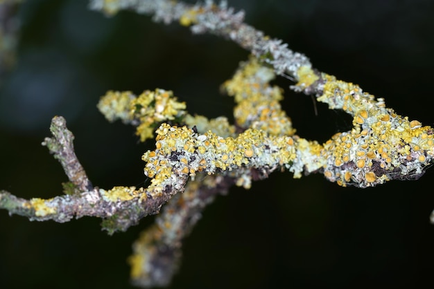 Foto nahaufnahme einer gelbblühenden pflanze im winter