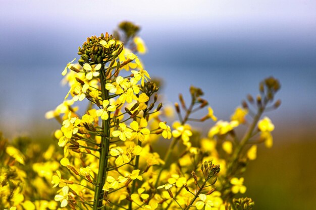 Foto nahaufnahme einer gelben blütenpflanze auf dem feld gegen den himmel