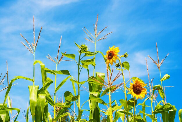 Foto nahaufnahme einer gelben blütenpflanze vor blauem himmel