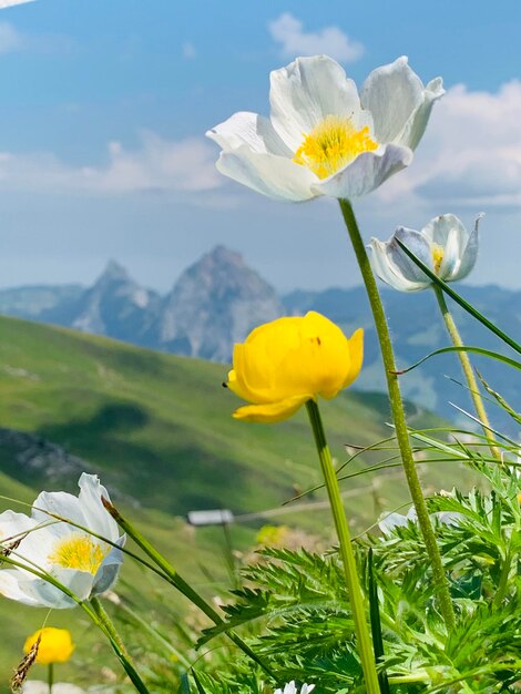 Foto nahaufnahme einer gelben blütenpflanze vor dem himmel