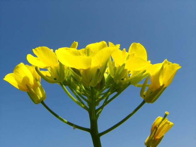 Foto nahaufnahme einer gelben blütenpflanze vor einem klaren blauen himmel