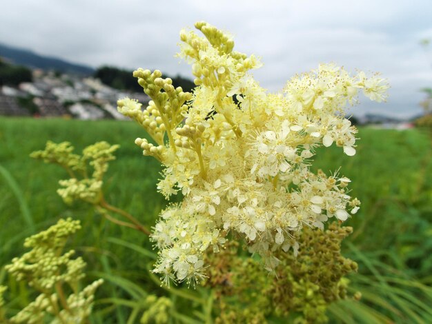 Foto nahaufnahme einer gelben blütenpflanze