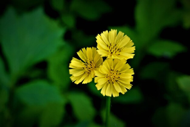 Foto nahaufnahme einer gelben blume, die im freien blüht