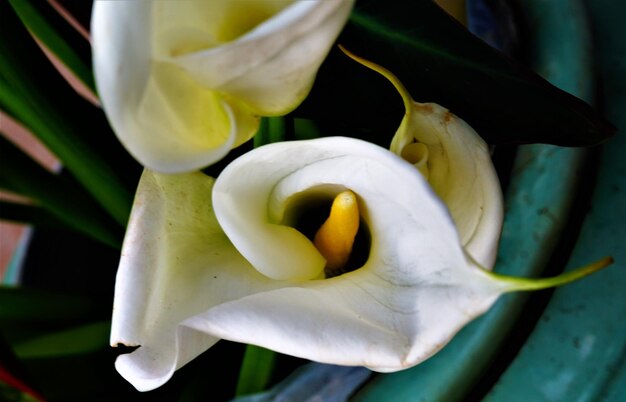 Nahaufnahme einer gelben Blume, die im Freien blüht