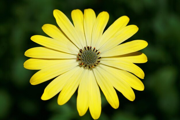 Foto nahaufnahme einer gelben blume, die im freien blüht