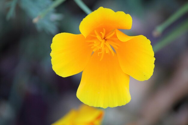 Nahaufnahme einer gelben Blume, die im Freien blüht