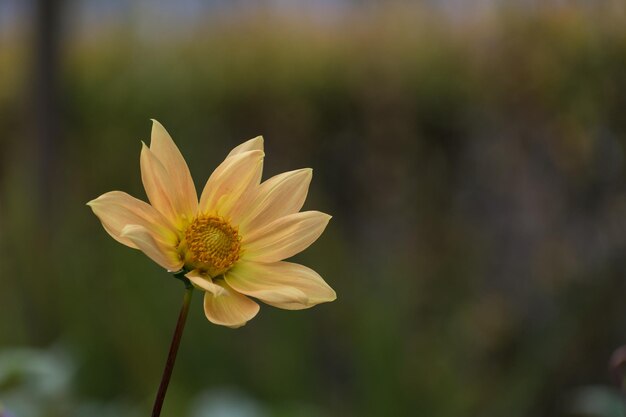 Nahaufnahme einer gelben Blume, die im Freien blüht