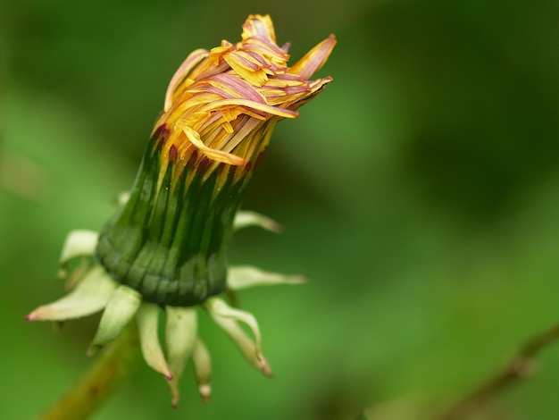 Foto nahaufnahme einer gelben blume, die im freien blüht