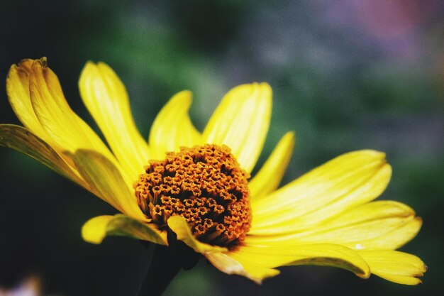 Foto nahaufnahme einer gelben blume, die im freien blüht