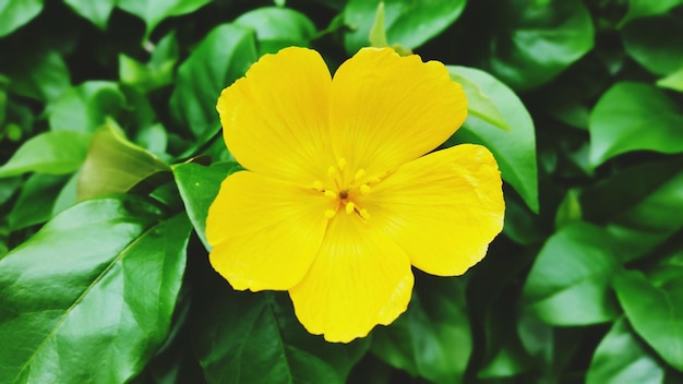 Nahaufnahme einer gelben Blume, die im Park blüht