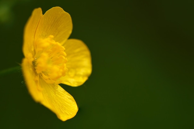 Nahaufnahme einer gelben Blume, die vor grünem Hintergrund blüht